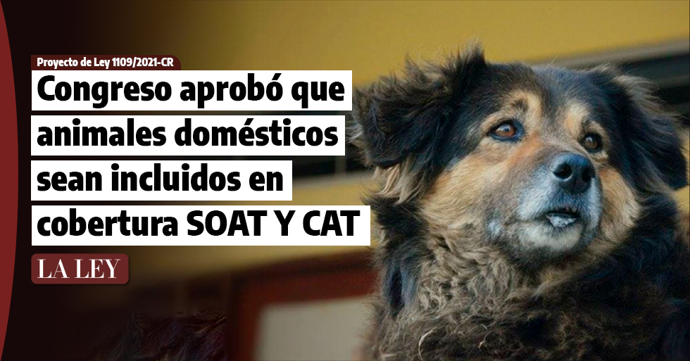 ATENCIÓN: Congreso aprobó que animales domésticos sean incluidos en la cobertura del SOAT y CAT