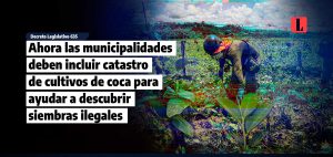 Ahora las municipalidades deben registrar catastros de cultivos de coca para descubrir siembras ilegales (tráfico ilícito de drogas)